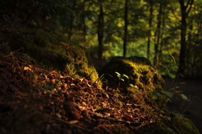  woods-photography-matthias-grunsky 