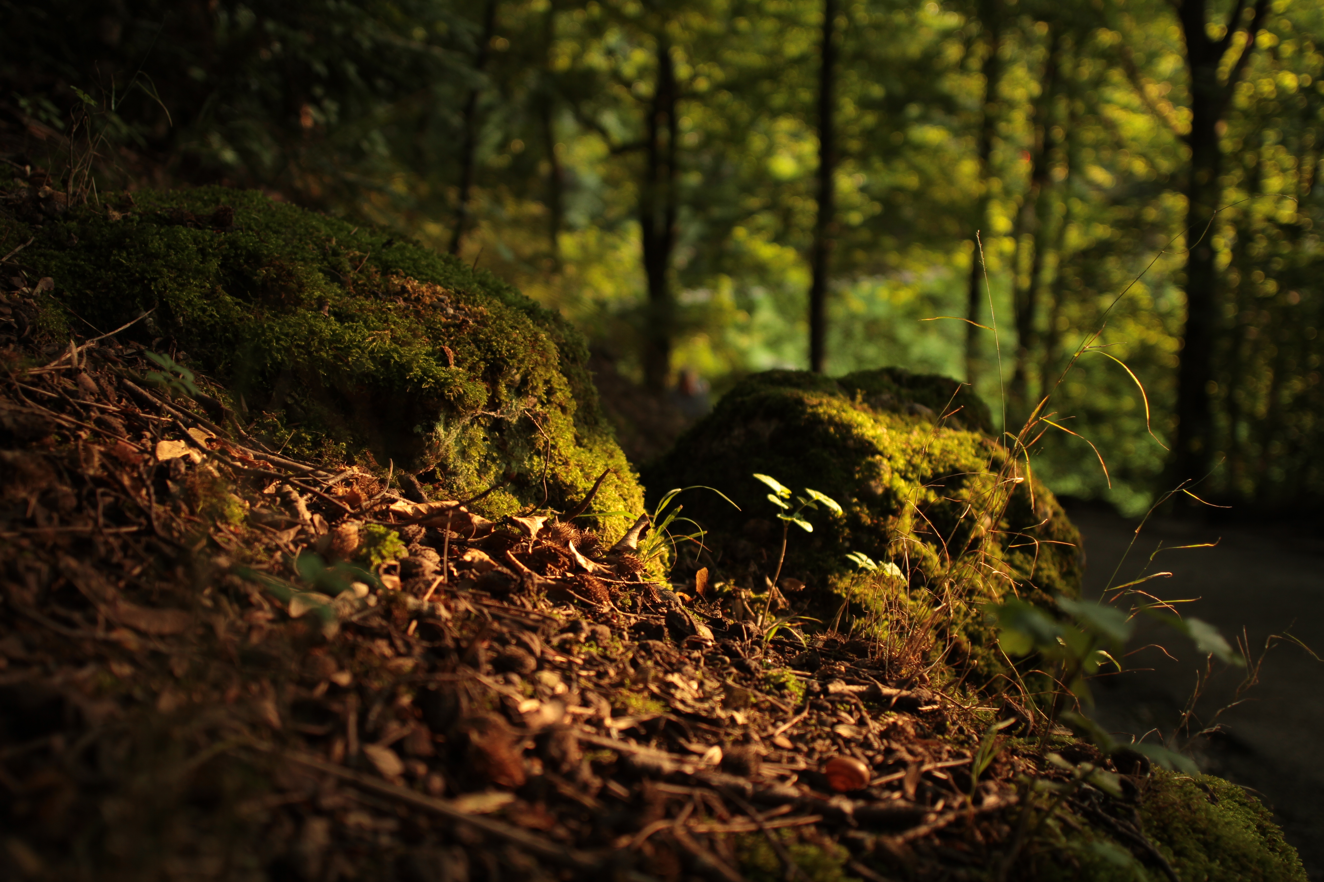  woods-photography-matthias-grunsky 