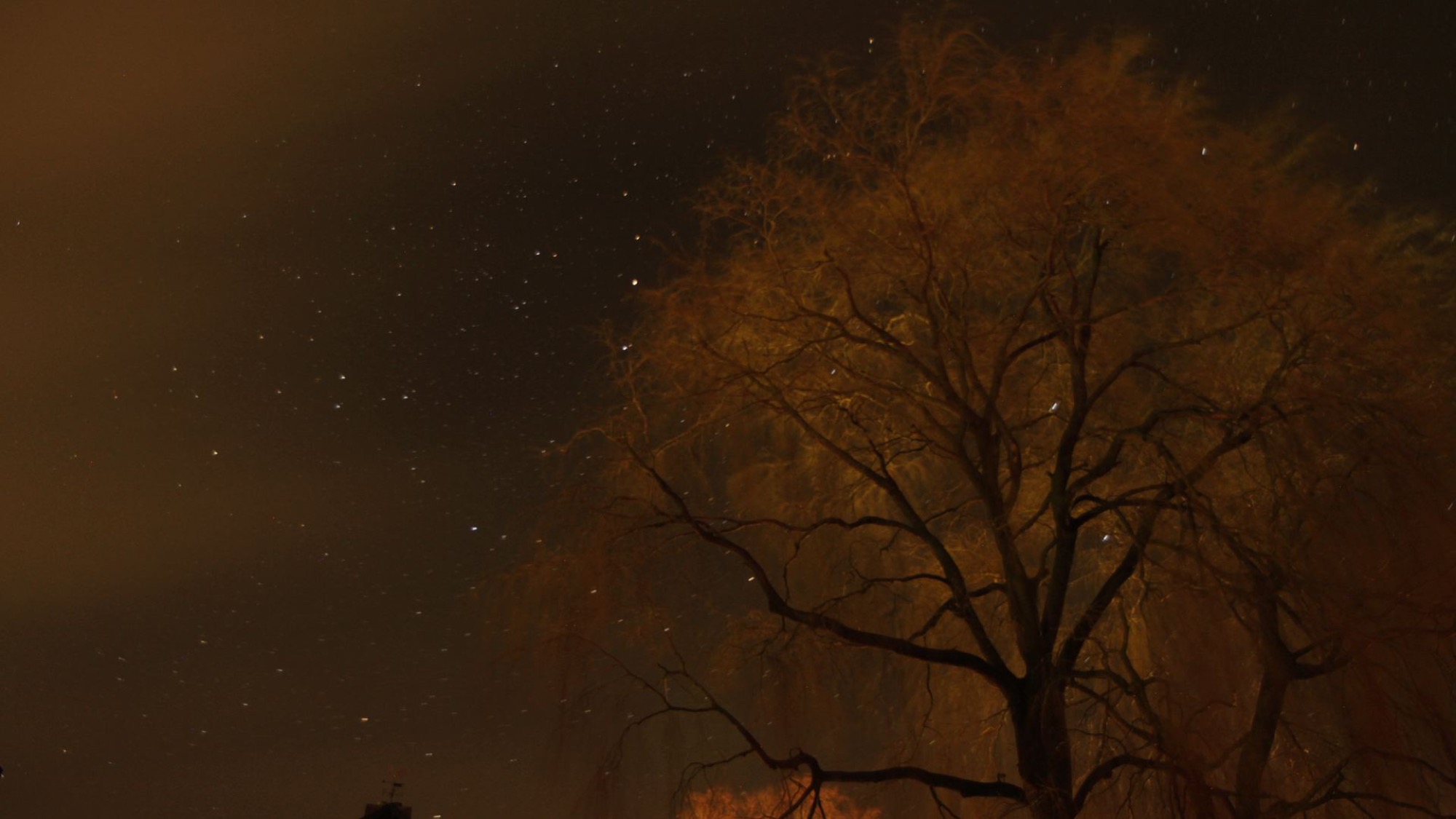  night-sky-tree-photography-matthias-grunsky 