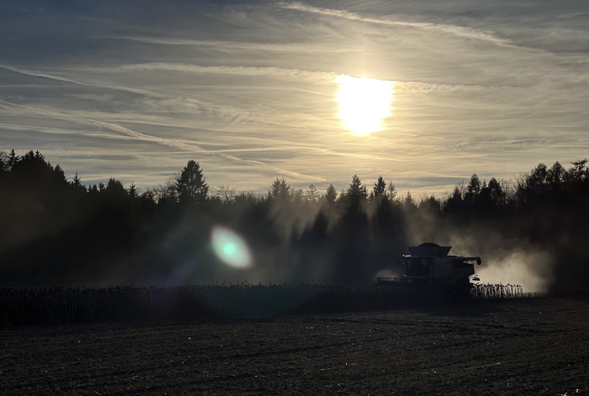  Sunflower Harvest | Bavaria 2025 